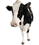 Dairy Cow